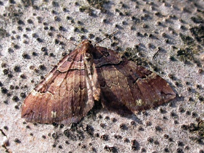 Shoulder stripe (Anticlea badiata) Kenneth Noble